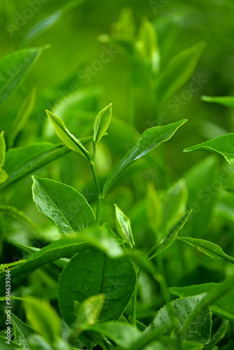 fresh green tea leaves and bud