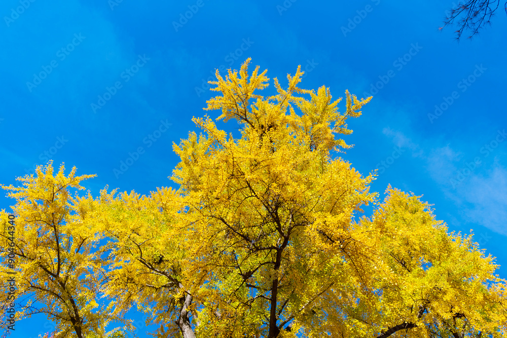 Autumn tree on sky. Nature in fall season. Autumnal season in the park. Seasonal leaves on tree. Natural autumn or fall season. Autumn forest nature. Nature in forest. Fall outdoor. Autumn colors Autumn tree on sky. Nature in fall season. Autumnal season in the park. Seasonal leaves on tree. Natural autumn or fall season. Autumn forest nature. Nature in forest. Fall outdoor. Autumn colors
