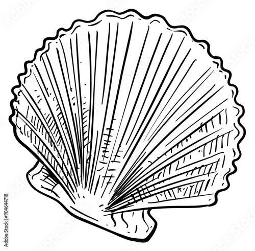 shells handdrawn illustration