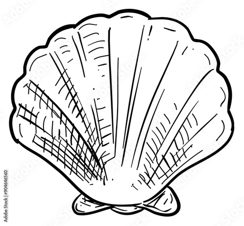 shells handdrawn illustration