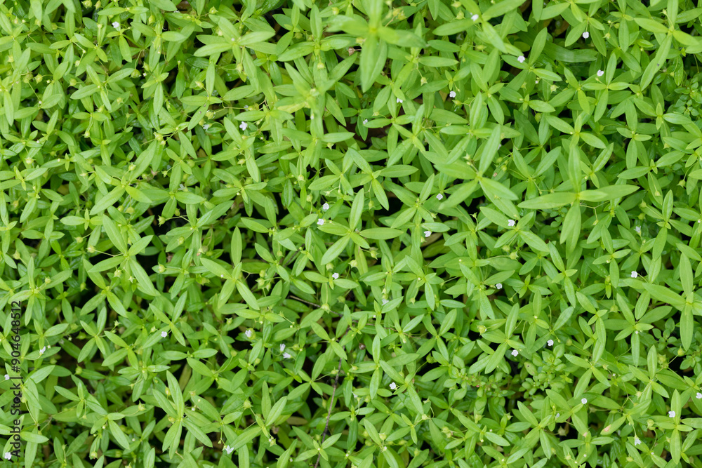close up grasses plants with beautiful flower close up grasses plants with beautiful flower