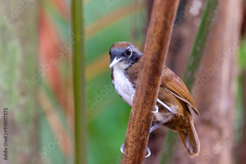 Bicolored antbird posing on a branch. photo