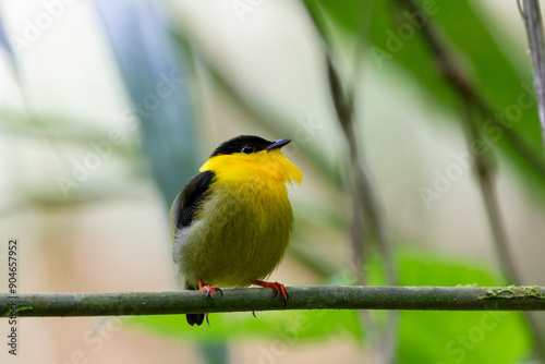 Golden collared manakin on a branch.