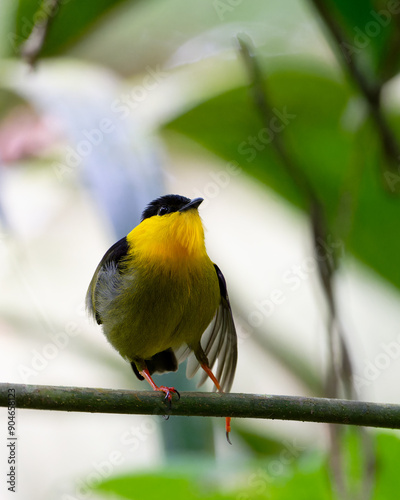 Golden collared manakin on a branch stretching leg.