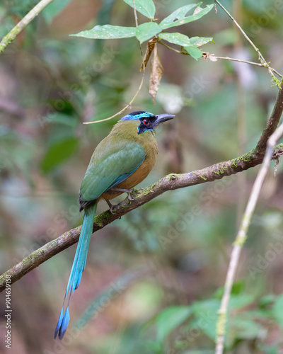Whooping motmot perched branch rainforest.