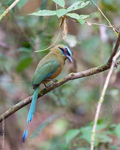 Whooping motmot perched branch rainforest.