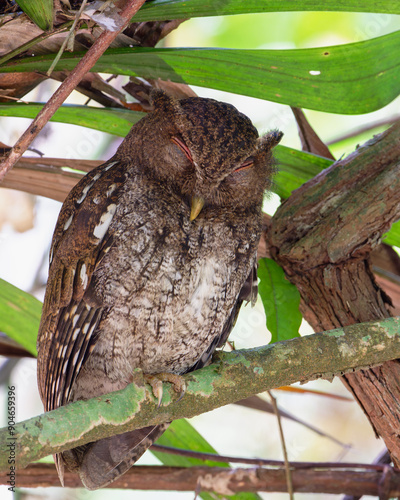 choco screech owl perched closed eyes.