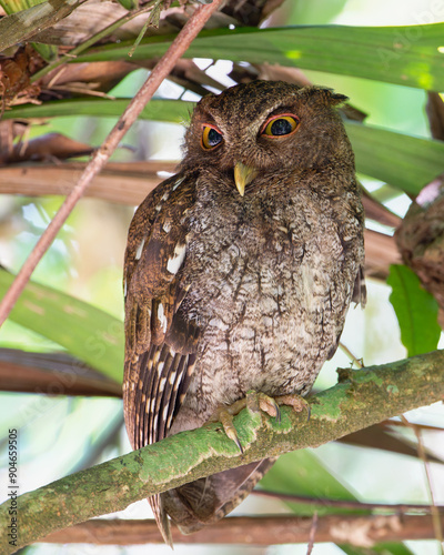 choco screech owl perched eyes open.