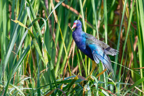 Purple Gallinule hiding between plants.