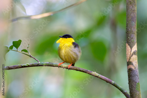 Golden collared manakin on a branch.