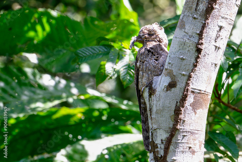 Common Potoo on a tree at plain sight.