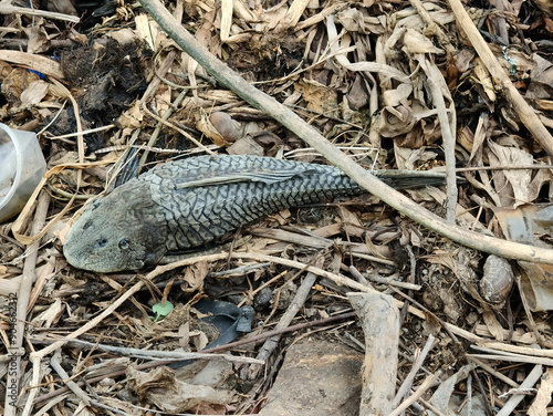 Hypostomus plecostomus fish on the ground photo