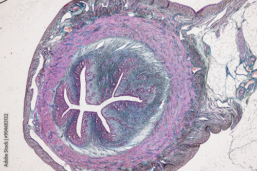 Anatomy and Histological Uterine tube, Uterus, Vagina, Ovary and Testis Rabbit cells under microscope. photo