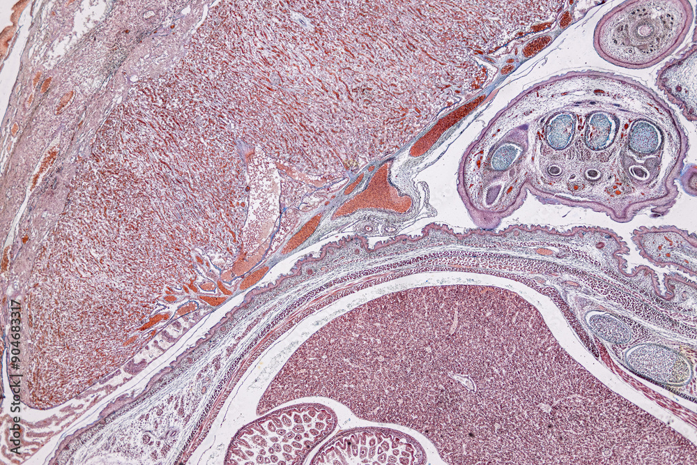 Anatomy and Histological Uterine tube, Uterus, Vagina, Ovary and Testis Rabbit cells under microscope. Anatomy and Histological Uterine tube, Uterus, Vagina, Ovary and Testis Rabbit cells under microscope.