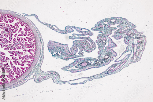 Anatomy and Histological Uterine tube, Uterus, Vagina, Ovary and Testis Rabbit cells under microscope. photo