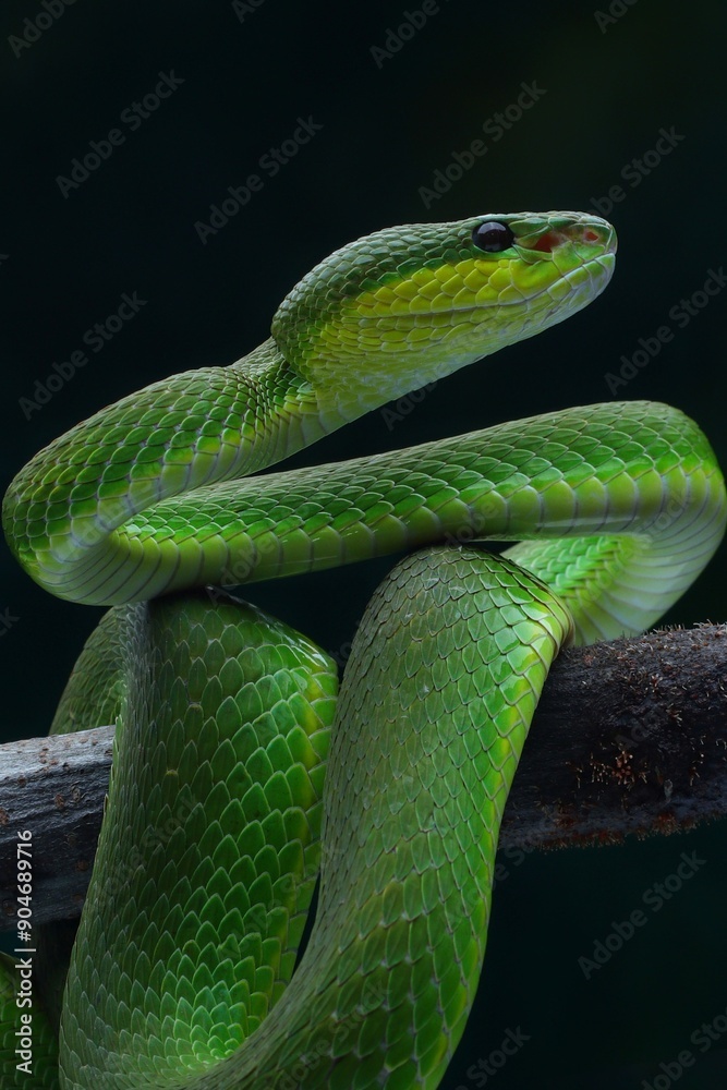 Potrait Trimeresurus erythrurus, commonly known as the red-tailed bamboo pit viper on a tree Potrait Trimeresurus erythrurus, commonly known as the red-tailed bamboo pit viper on a tree