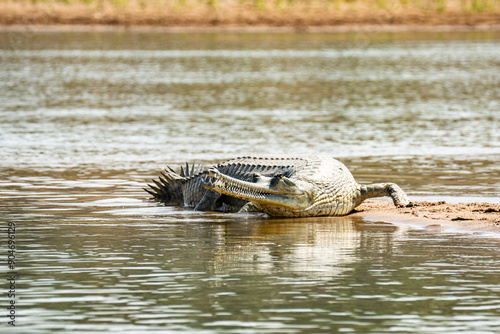 Gavial Indian - Gavialis gangeticus in nature. Crocodile with open mouth relax in water. photo
