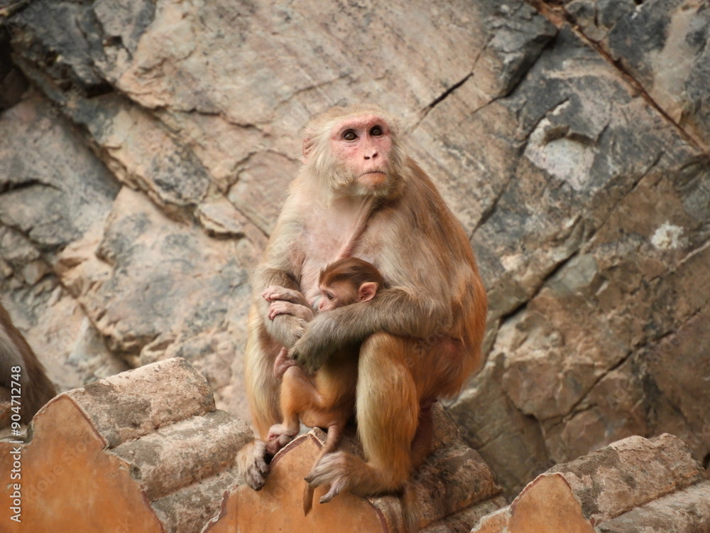 a mother monkey with a baby a mother monkey with a baby