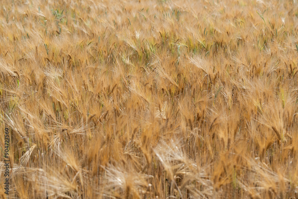 Fototapeta premium Złote zboże dojrzałe na polu 