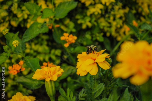 bee on flower