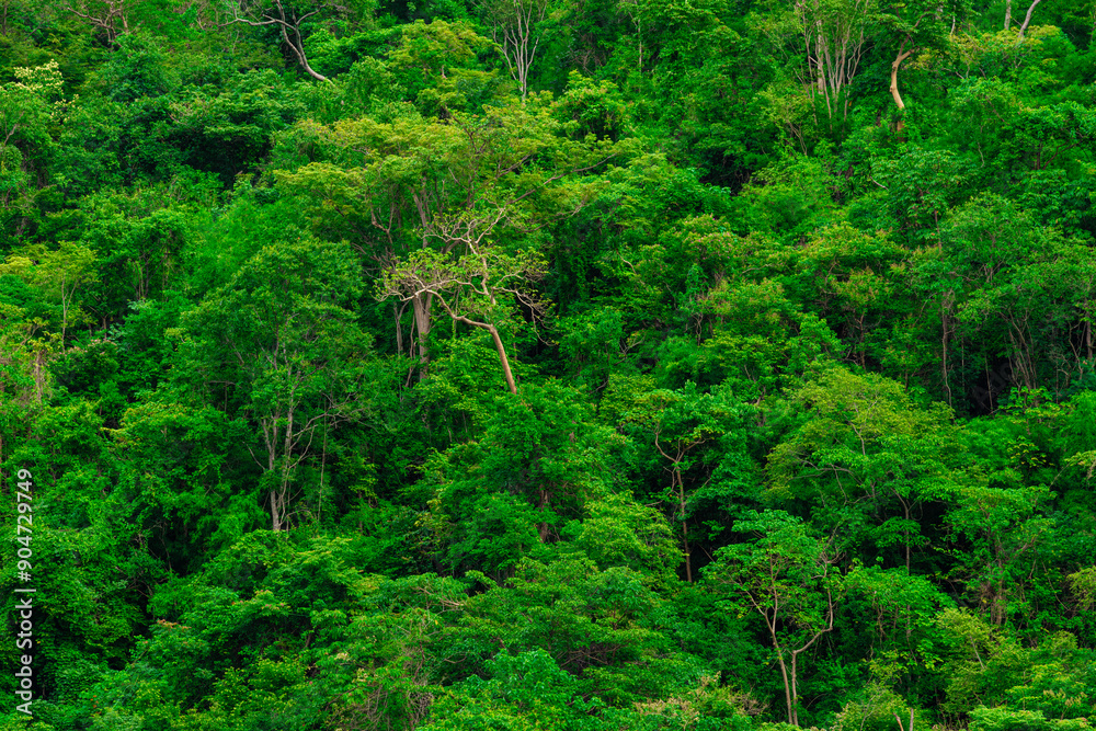 aerial view of dark green forest Abundant natural ecosystems of rainforest. Concept of nature forest preservation and reforestation.
aerial view of dark green forest Abundant natural ecosystems of rainforest. Concept of nature forest preservation and reforestation.