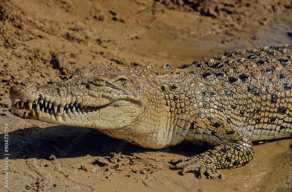 Obraz premium Saltwater crocodile