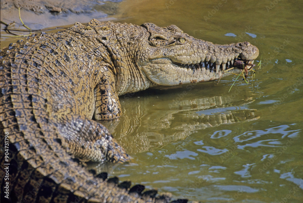 Obraz premium Saltwater crocodile