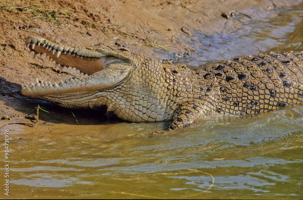 Obraz premium Saltwater crocodile