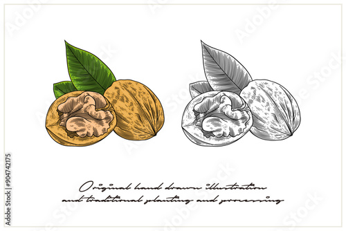Colored Walnut illustration in engraving style