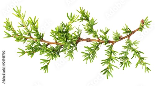 Juniper green branch, isolated on white background. Ornamental plants for landscape design. Juniper sprig isolated on white