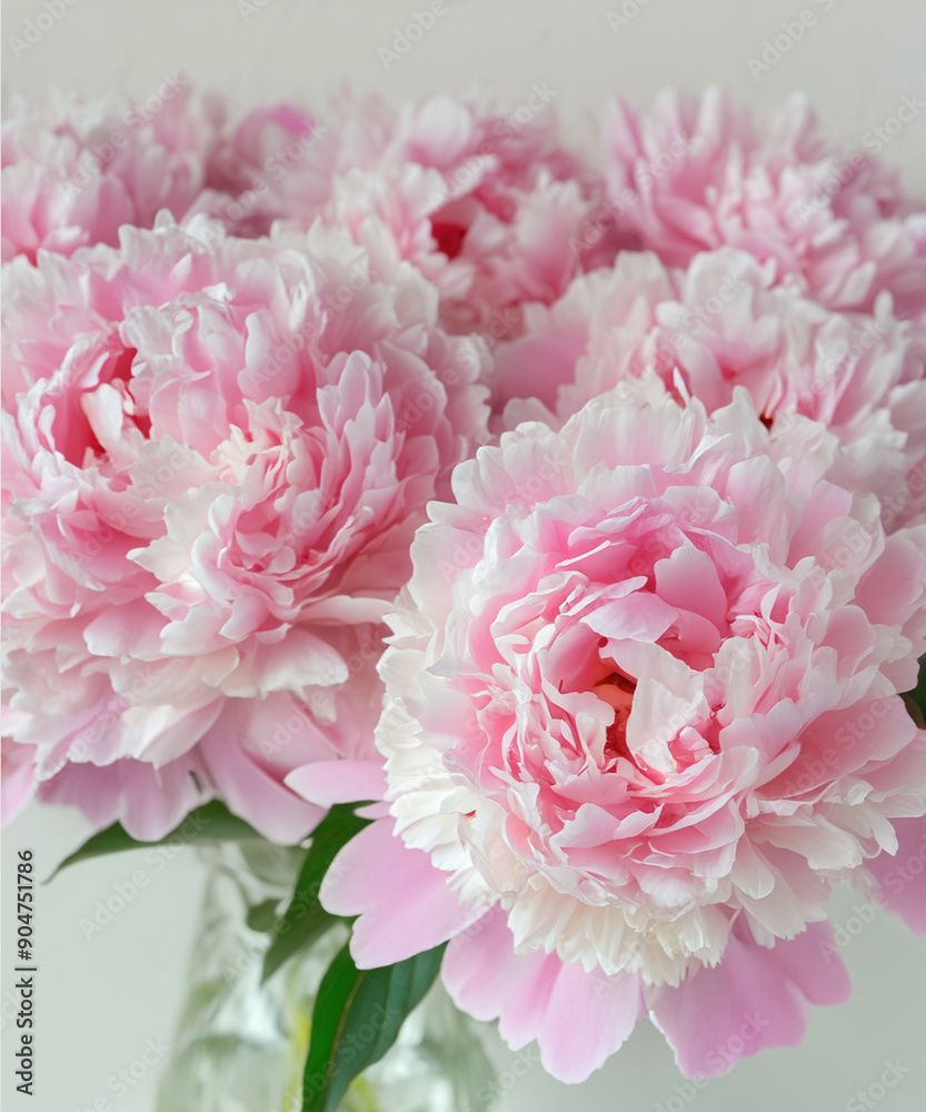 beautiful bunch of fresh fluffy pink peonies in full bloom against white background. Summery bouquet of blooming flowers beautiful bunch of fresh fluffy pink peonies in full bloom against white background. Summery bouquet of blooming flowers
