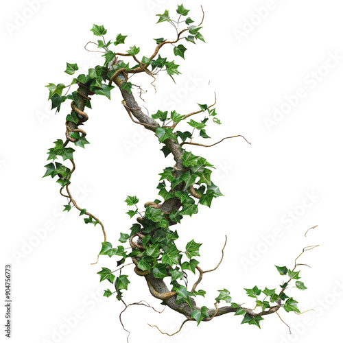 Wild twisted liana vines on tree branch isolated on transparent background with clipping path.
