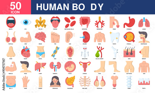 Human Body icon collection set. Simple Flat Vector