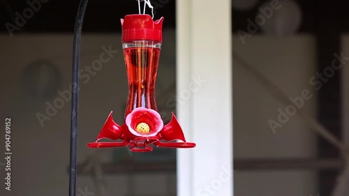 Watch in awe as a tiny hummingbird gracefully hovers and drinks nectar from a vibrant red feeder. This slow-motion video captures the incredible speed and agility of this fascinating creature.