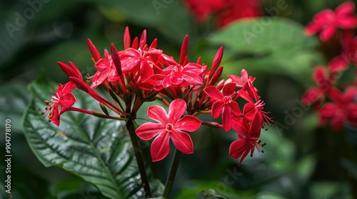 Clerodendrum thomsoniae Stunning Red Blooms photo