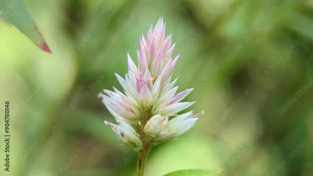Closeup view of wildflowers swaying with wind. White leaf silver cockscomb plant. Calm and relax energy Closeup view of wildflowers swaying with wind. White leaf silver cockscomb plant. Calm and relax energy