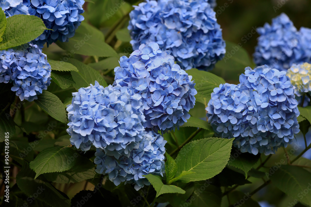 Hydrangeas blooming in Oirase Town in early summer Hydrangeas blooming in Oirase Town in early summer