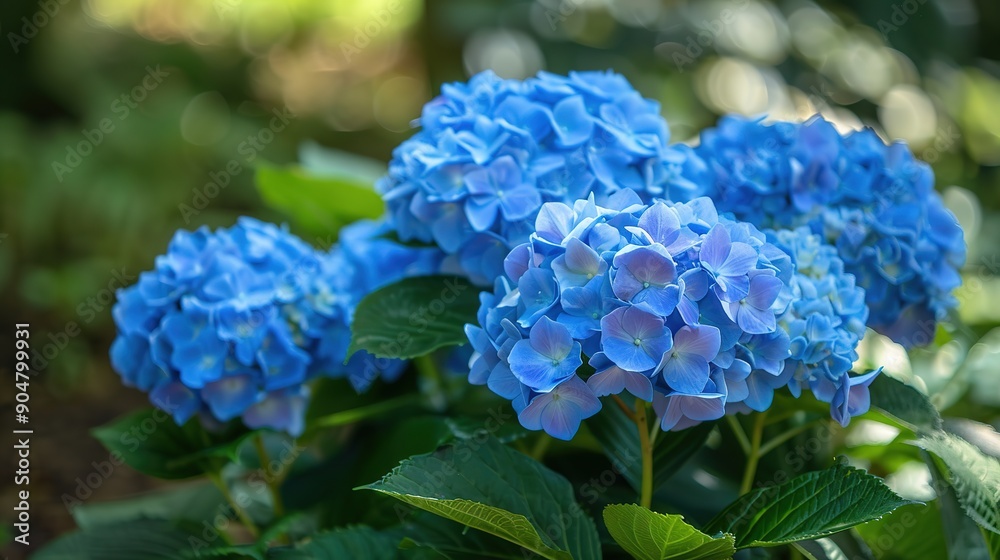 Bouquet of blue flowers blooming in the garden Bouquet of blue flowers blooming in the garden