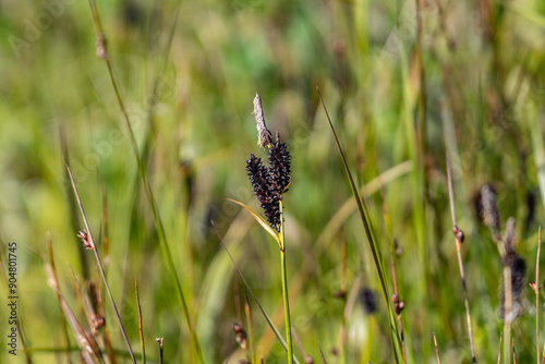 Carex saxatilis is a species of sedge known by the common names rock sedge and russet sedge. Savage River canyon, Denali National Park & Preserve, Alaska  photo