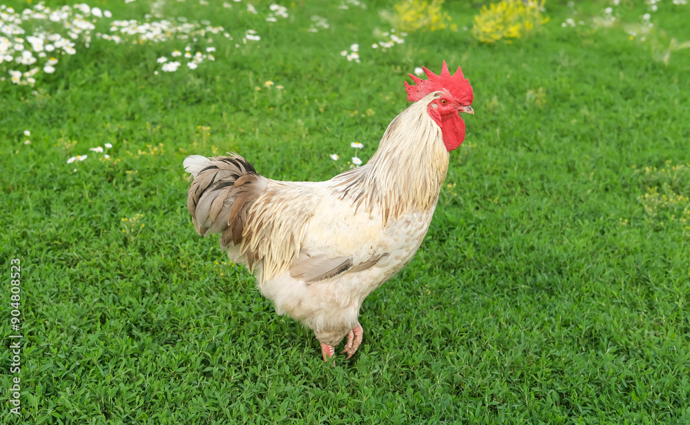 Fototapeta premium One large beautiful white domestic free-range chicken rooster on rural eco-farm. Chicken outdoors in backyard of farmhouse. Portrait of funny adult poultry looking at camera with curiosity.