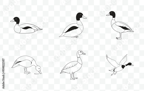 Print Comprehensive Shelduck Line Art Vector Set for Detailed Illustrations and Designs