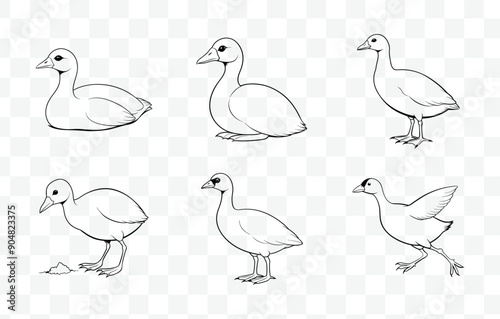 Print Elegant Coot Line Art Vector Set for Sophisticated and Artistic Designs in Nature Illustrations
