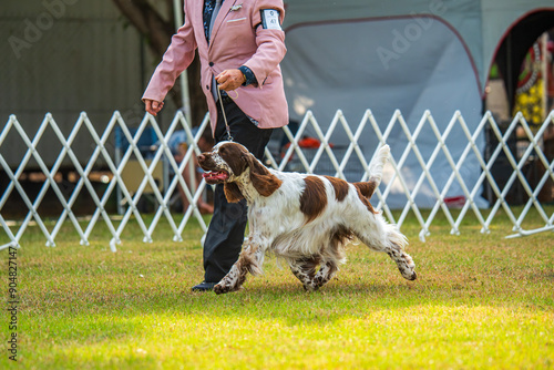 Konstfotografi English Springer Spaniel competing in dog conformation, 2024 Royal Darwin Show