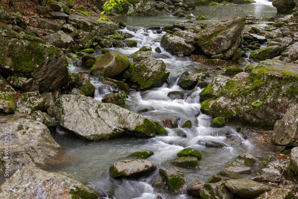 stream in the forest stream in the forest