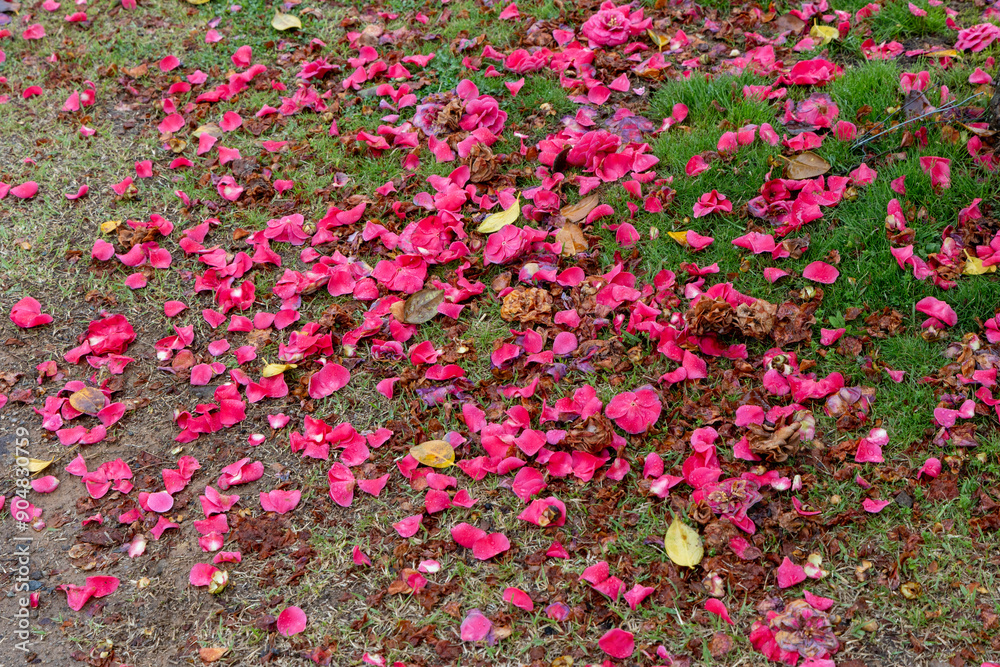 Red petals falling in the rain Red petals falling in the rain