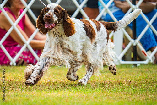 Fotografie English Springer Spaniel competing in dog conformation, 2024 Royal Darwin Show