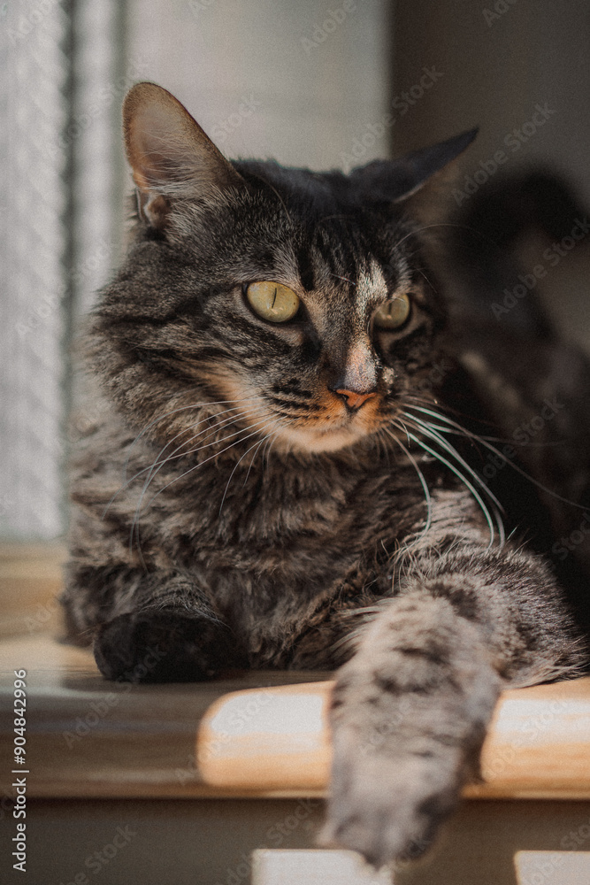 A cat is lounging on a window sill, curiously looking at the camera A cat is lounging on a window sill, curiously looking at the camera