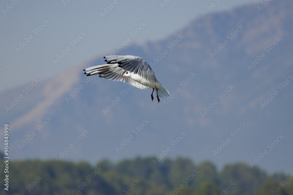 Obraz premium Gaviota reidora, Chroicocephalus ridibundus, volando con el parque natural Sierra de Mariola al fondo, Pantano de Beniarrés, España