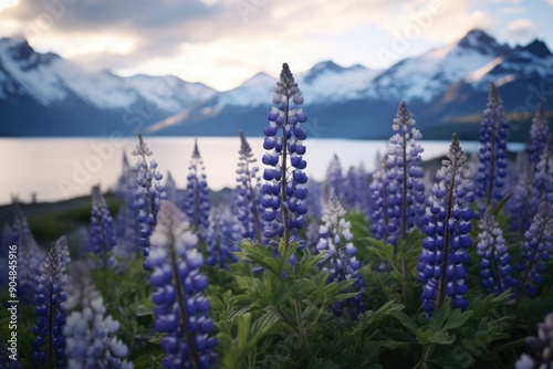 Field of blue and purple lupines with snow-capped mountains in the background