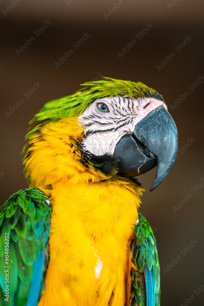 Obraz premium Portrait of a blue-and-yellow macaw